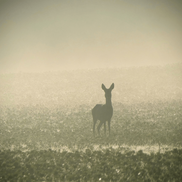 'Deer in the mist'