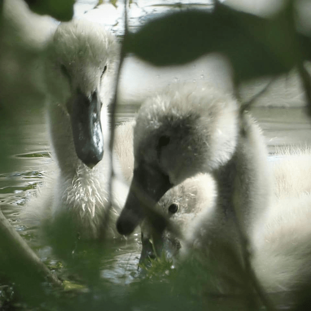 'Cygnets'