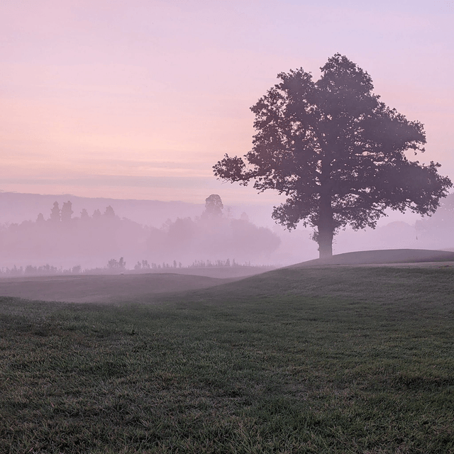 'Purple dawn'