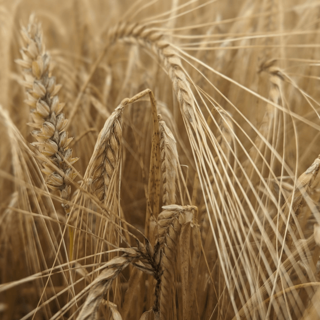 'Fields of gold'