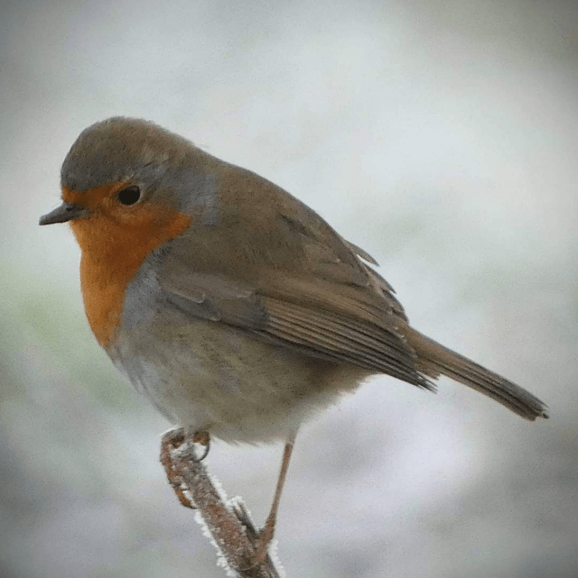 'Robin'