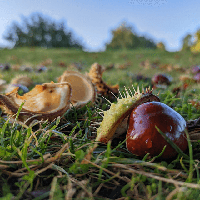 'Autumn'