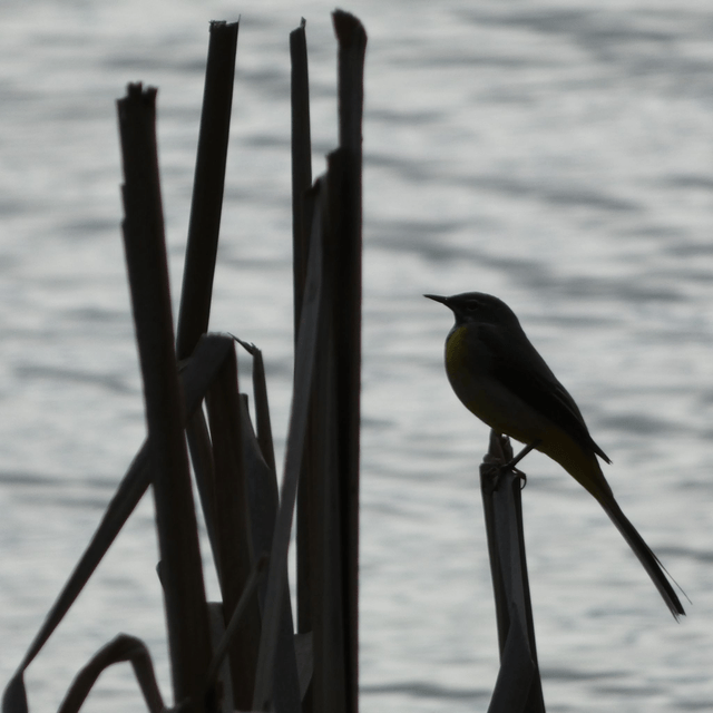 'Wagtail'