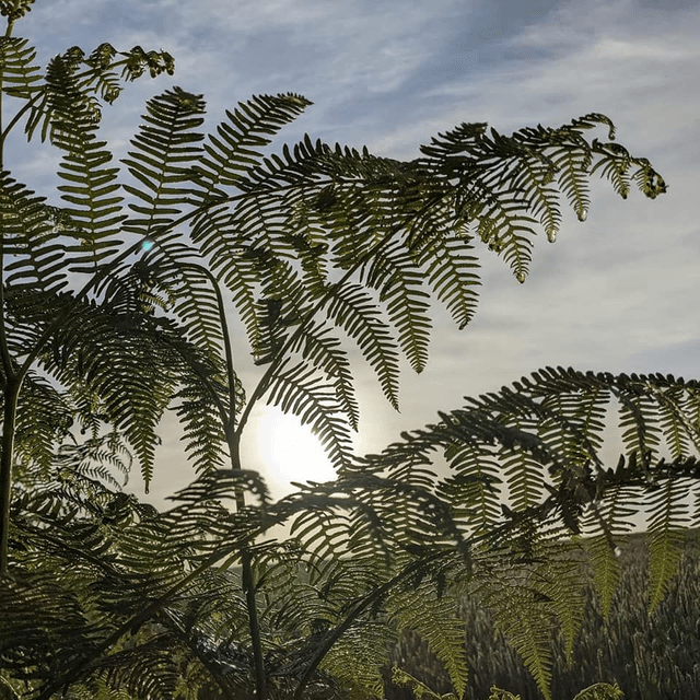 'Bracken'
