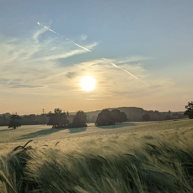 'Fields of green'