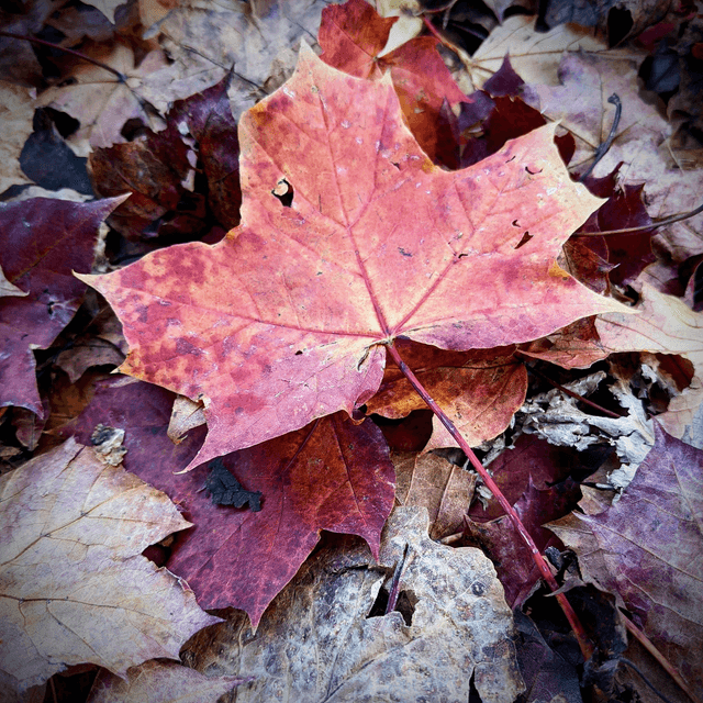 &#039;Autumn Leaves&#039;
