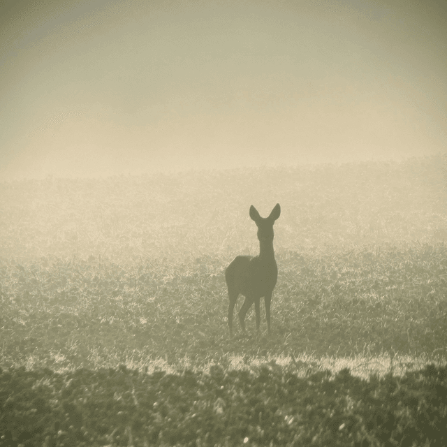 &#039;Deer in the mist&#039;