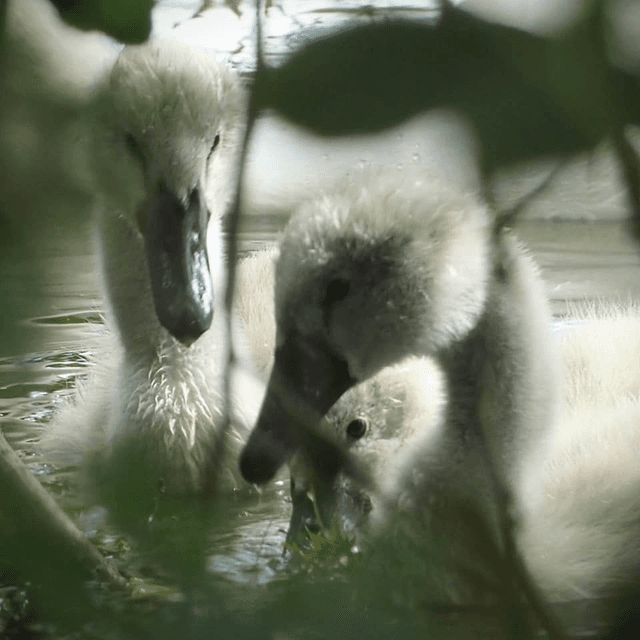 &#039;Cygnets&#039;