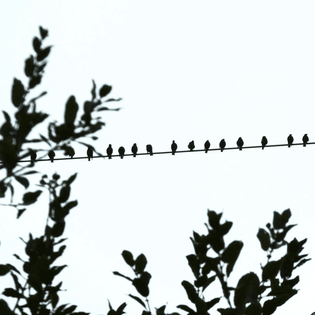 &#039;Starling row&#039;