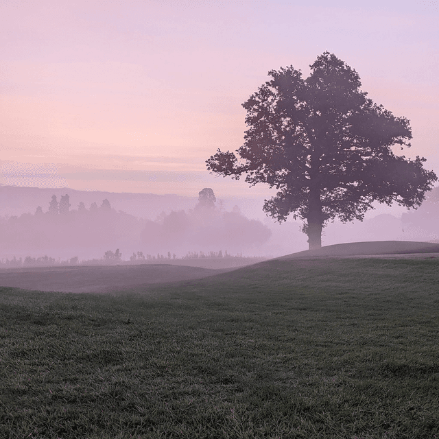 &#039;Purple dawn&#039;