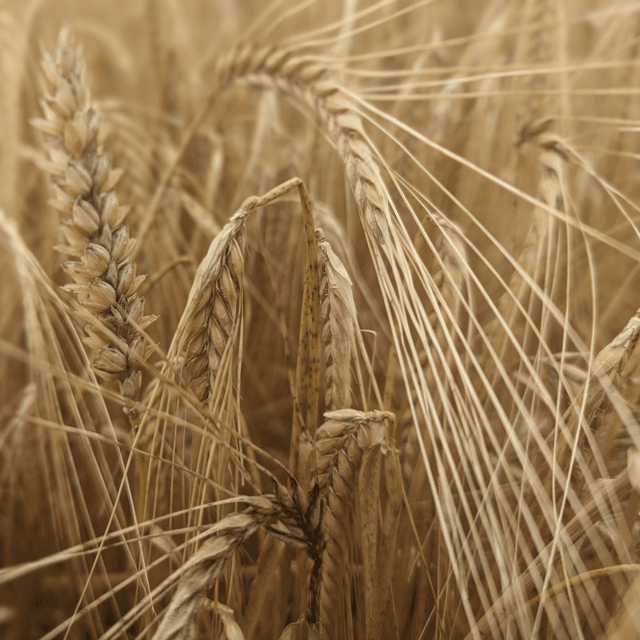 &#039;Fields of gold&#039;