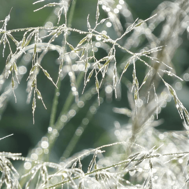 &#039;Dewdrops&#039;