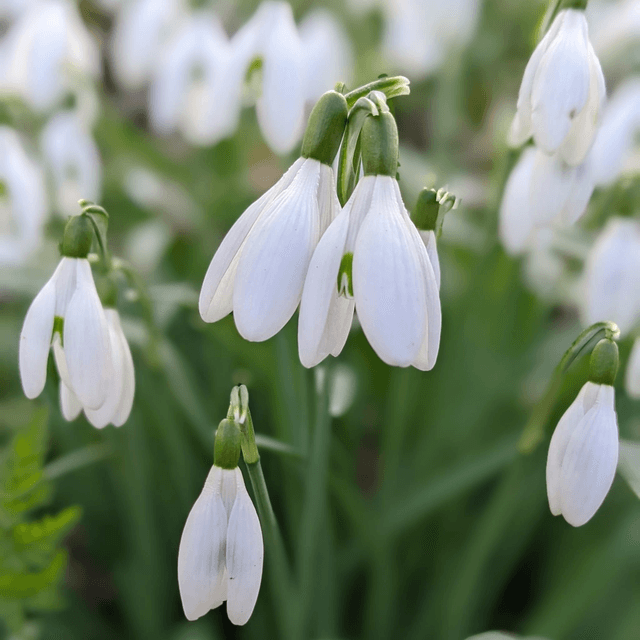 &#039;Snowdrops&#039;