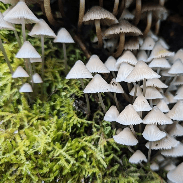 &#039;Fairy village&#039;