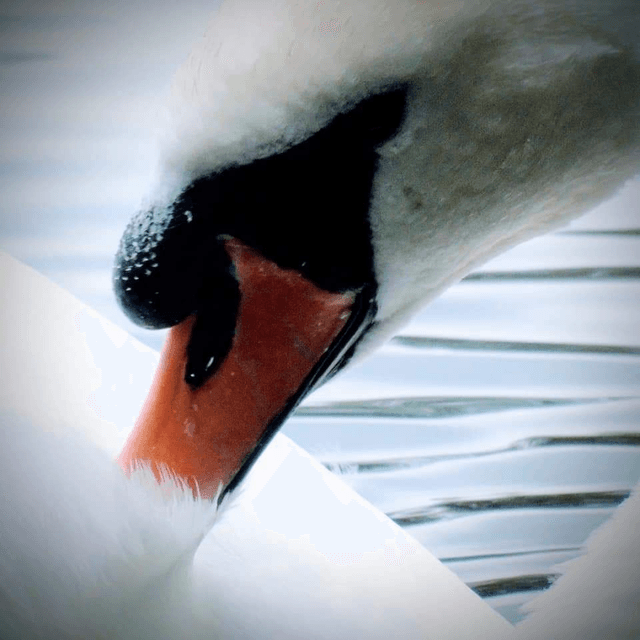 &#039;Swan&#039;