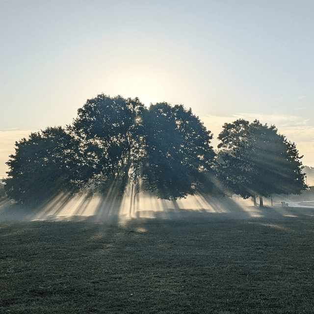 &#039;Dawn tree&#039;