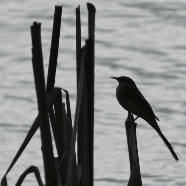 &#039;Wagtail&#039;