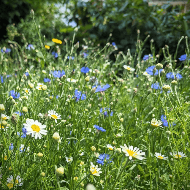 &#039;Wildflowers ii&#039;