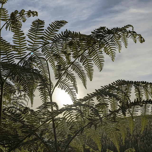 &#039;Bracken&#039;