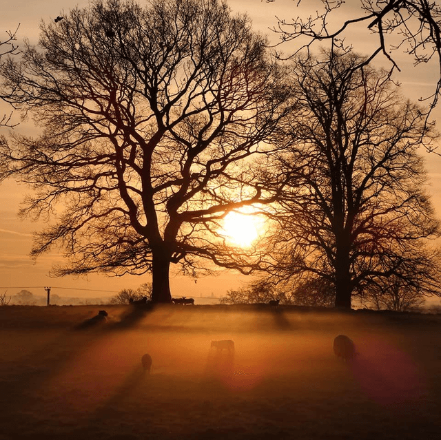 Winter dawn&#039;