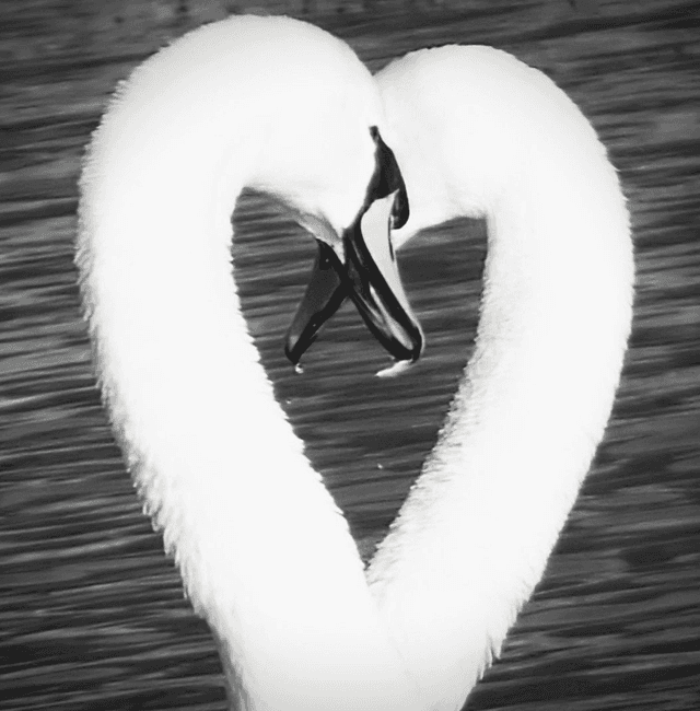 &#039;Love on the Avon&#039;