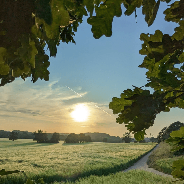 &#039;Evening Oak