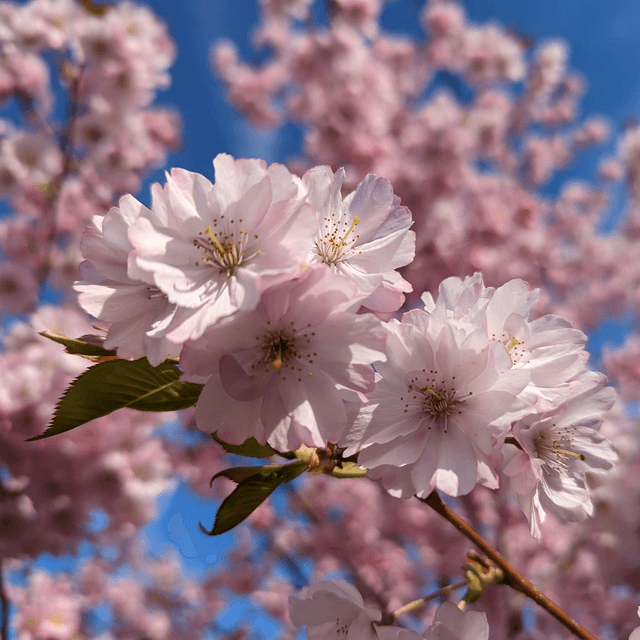 &#039;Cherry blossom&#039;