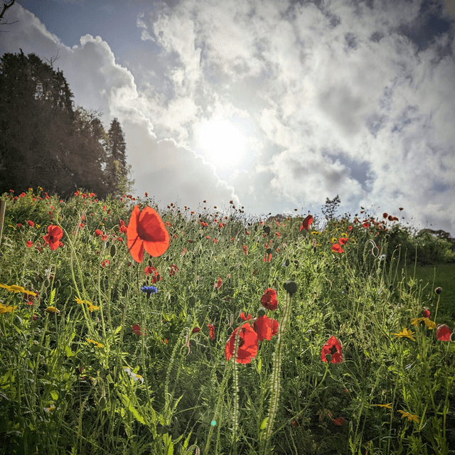 &#039;Wildflowers&#039;